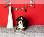 Puppy Monte Bernese Mountain Dog