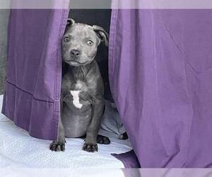 Mutt Dogs for adoption in Pasadena, CA, USA