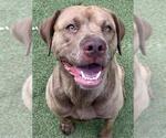 Small #1 Labrador Retriever