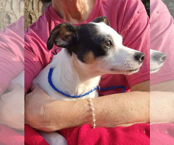 Medium Photo #4 Rat-Cha Puppy For Sale in Grafton, WI, USA