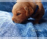 Small Photo #2 Golden Retriever Puppy For Sale in HESPERIA, MI, USA