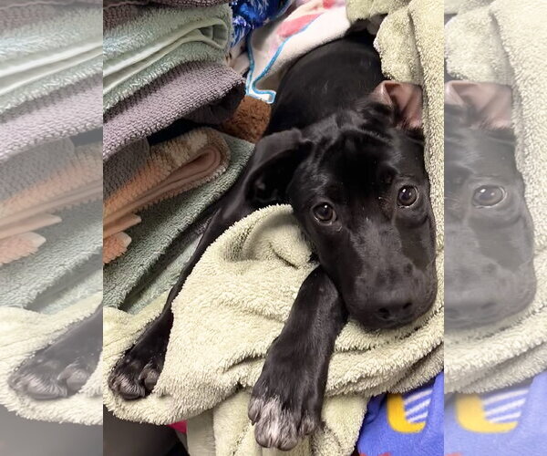 Medium Photo #5 Labrador Retriever-Unknown Mix Puppy For Sale in Sanford, FL, USA