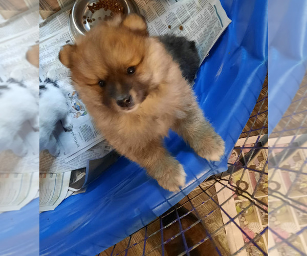 Medium Photo #1 Pomeranian Puppy For Sale in SPOTSYLVANIA, VA, USA