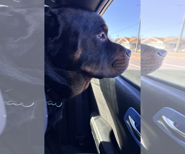 Medium Photo #5 Rottweiler Puppy For Sale in White Hall, AR, USA