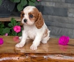 Small #3 Cavalier King Charles Spaniel
