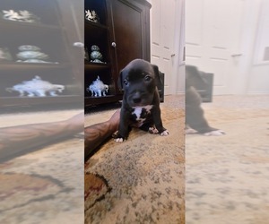 American Bully Puppy for sale in SAN ANTONIO, TX, USA