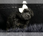 Small Photo #14 Morkie Puppy For Sale in WARSAW, IN, USA