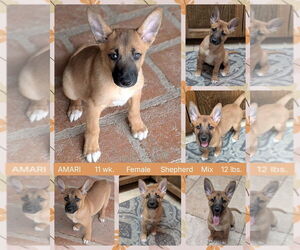 Mutt Dogs for adoption in Mesa, AZ, USA