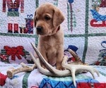 Small Photo #45 Labrador Retriever Puppy For Sale in BUFFALO, NY, USA