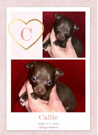 Medium Photo #2 Chihuahua Puppy For Sale in HENDERSON, NC, USA