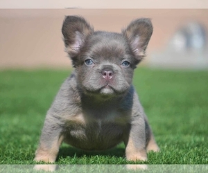 French Bulldog Puppy for sale in BOSTON, MA, USA