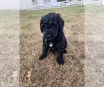 Small Photo #8 Goldendoodle Puppy For Sale in FREDERICA, DE, USA