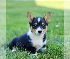 Pembroke Welsh Corgi Puppy for sale in PARADISE, PA, USA