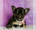 Small #5 French Bulldog