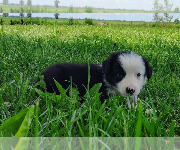 Medium Photo #10 Border Collie Puppy For Sale in NORBORNE, MO, USA
