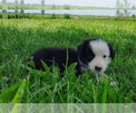 Small Photo #11 Border Collie Puppy For Sale in NORBORNE, MO, USA