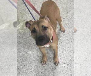 Chinese Shar-Pei-Unknown Mix Dogs for adoption in Conroe, TX, USA