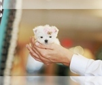 Image preview for Ad Listing. Nickname: Hand Delivery