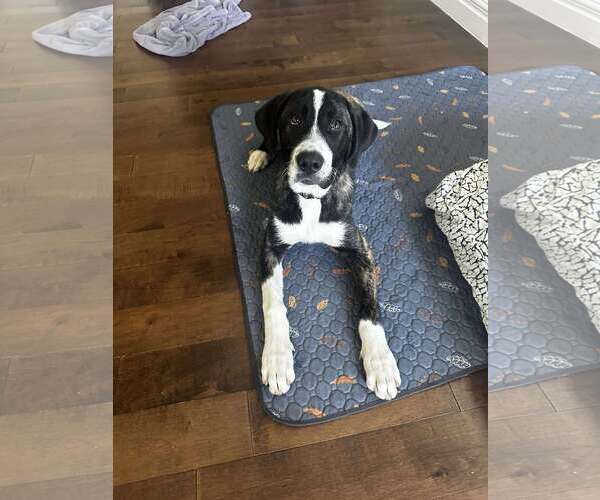 Medium Photo #1 Bernese Mountain Dog-Greater Swiss Mountain Dog Mix Puppy For Sale in MIDWAY, UT, USA