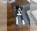 Small Bernese Mountain Dog-Greater Swiss Mountain Dog Mix