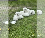 Small #11 American Eskimo Dog