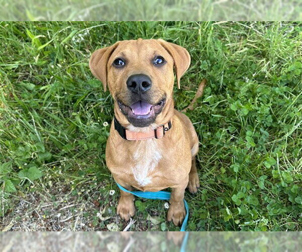 Medium Photo #1 Labrador Retriever-Unknown Mix Puppy For Sale in McKinleyville, CA, USA