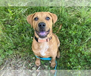 Labrador Retriever-Unknown Mix Dogs for adoption in McKinleyville, CA, USA