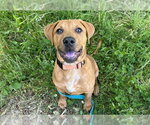 Small Labrador Retriever Mix