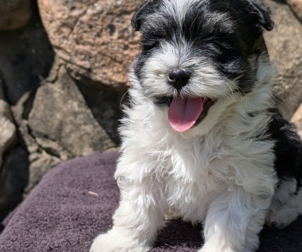 Medium Photo #46 Havanese Puppy For Sale in GOSHEN, IN, USA