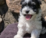 Small #8 Havanese
