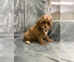 Small Cavapoo (Miniature)
