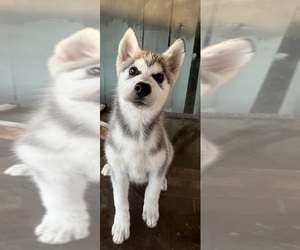 Siberian Husky Puppy for sale in FONTANA, CA, USA