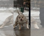 Small Photo #1 American Bully Puppy For Sale in GROVE CITY, MN, USA