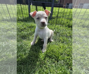 Siberian Husky-Unknown Mix Dogs for adoption in Springdale, PA, USA