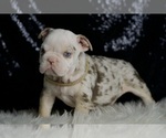 Small #2 English Bulldog