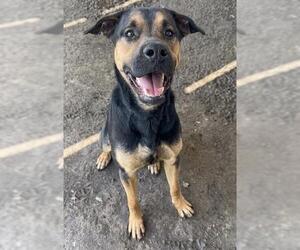 German Shepherd Dog Dogs for adoption in Riverside, CA, USA