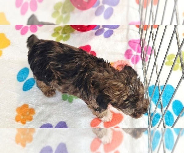 Medium Photo #11 Yorkipoo Puppy For Sale in ORO VALLEY, AZ, USA