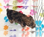 Small #10 Yorkipoo
