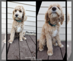 Small #4 Cavapoo-Poodle (Standard) Mix