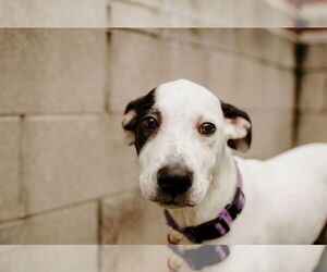 Parker - Louisiana Litter - Male Mutt Dog for Adoption - Photo #5