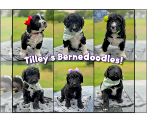 Bernedoodle Litter for sale in GREENVILLE, NC, USA