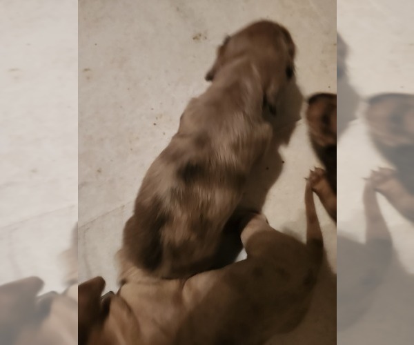 Medium Photo #3 Dachshund Puppy For Sale in COWETA, OK, USA