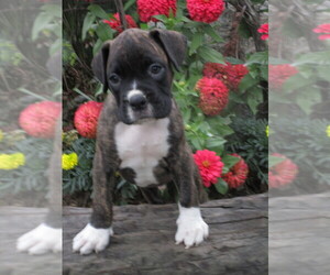 Boxer Puppy for sale in SHILOH, OH, USA