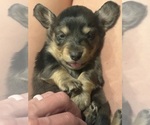 Small #4 Dachshund