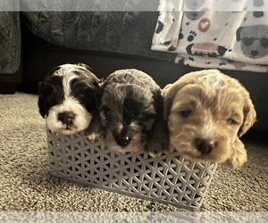 Cockapoo Litter for sale in GREENTOWN, IN, USA