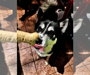 Dusty - Male Siberian Husky Dog for Adoption - Photo #2