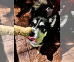 Small #1 Siberian Husky