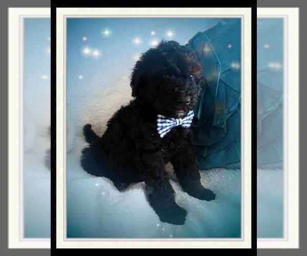 Medium Photo #3 Sheepadoodle Puppy For Sale in RIALTO, CA, USA