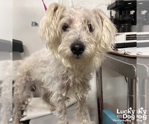 Mutt Dogs for adoption in Washington, DC, USA
