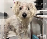 Small Mutt